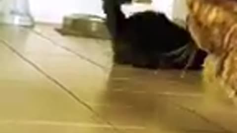 More funny animal videos