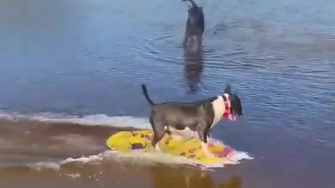 A dog can play on a surfboard