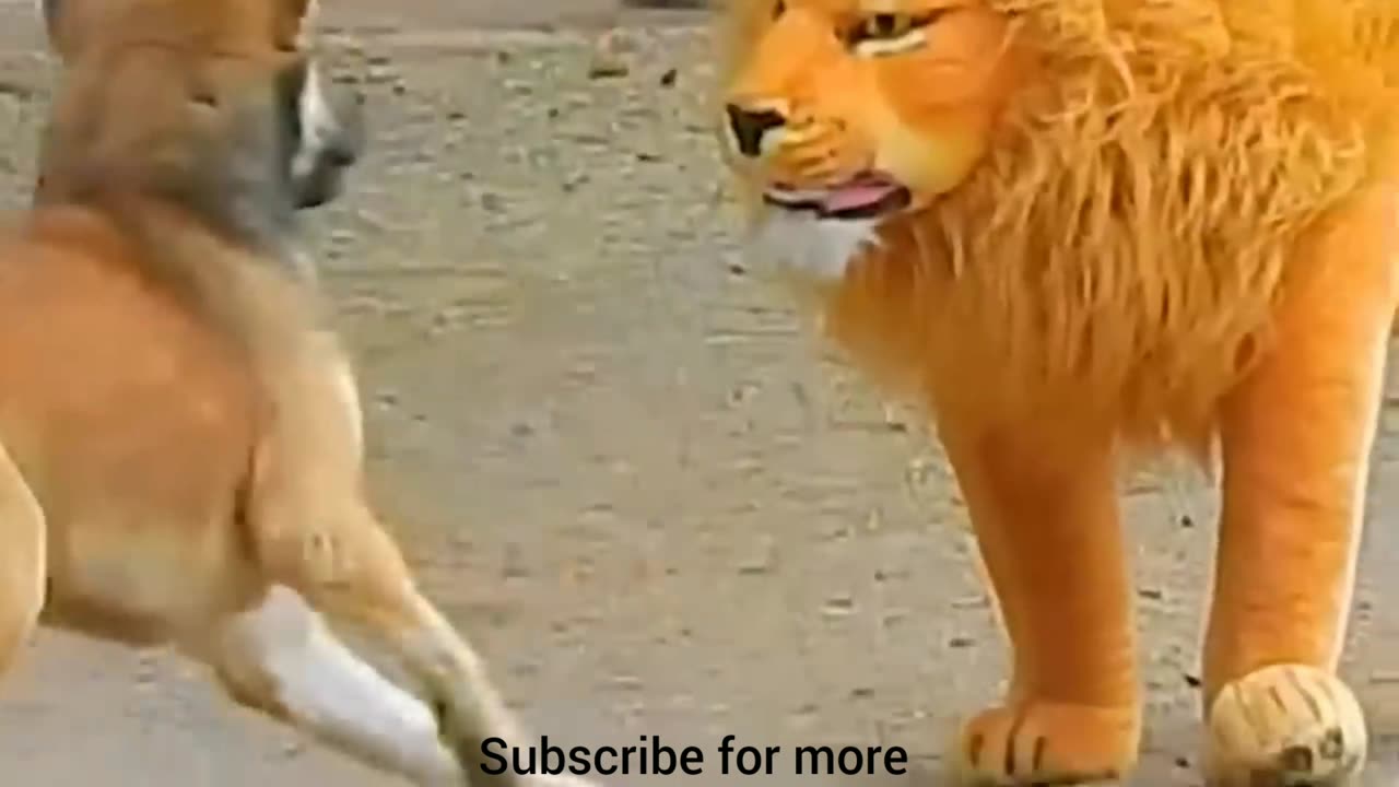 Troll prank dog funny & fake lion and fake tiger prank to dog