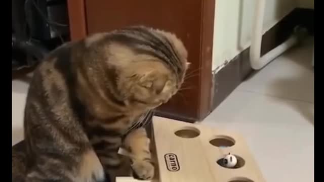 Cat Comedy Video Cat Funny video Part37 #CatShort #CatVideo