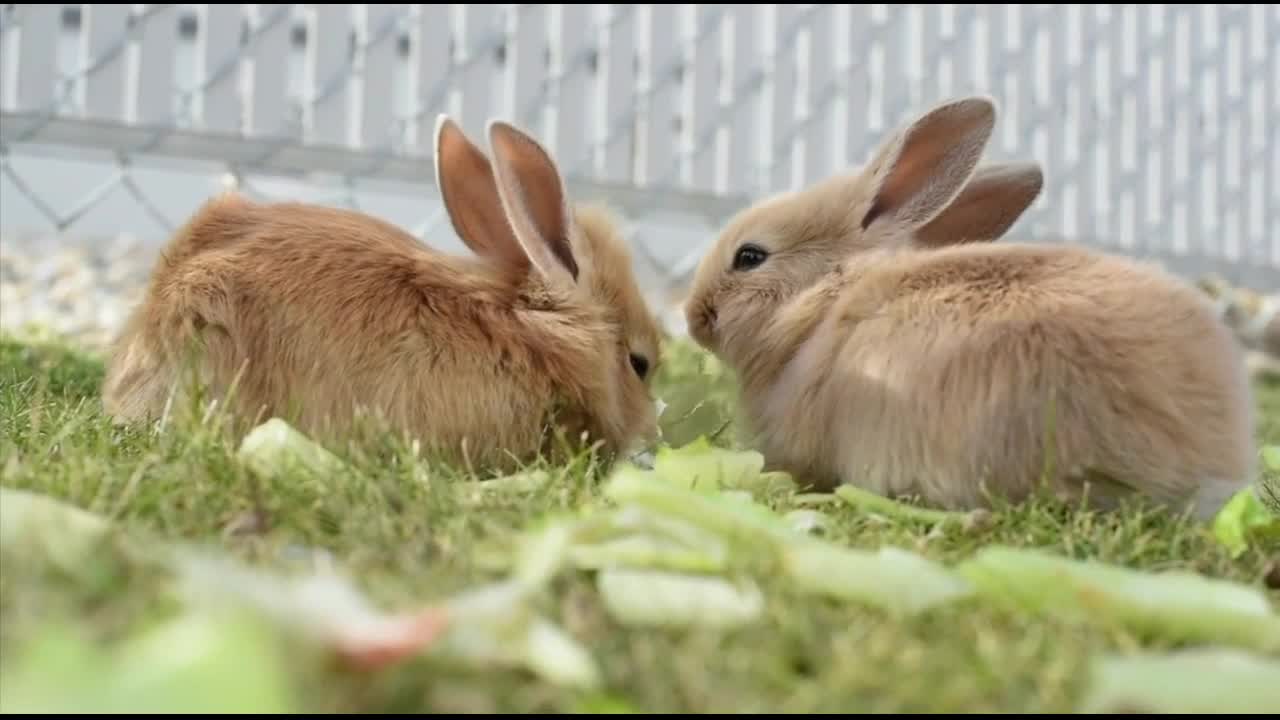 Cute Bunnies Feeding, Just Adorable