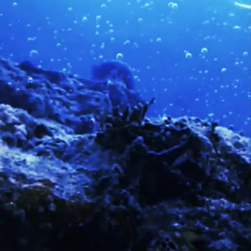 How About This Tiny Shrimp That Can Slice Your Fingers?