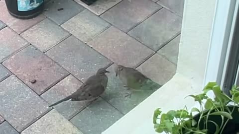 Morning Doves Mating: 8-22-2024