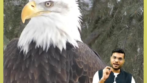 Facts about Eagle