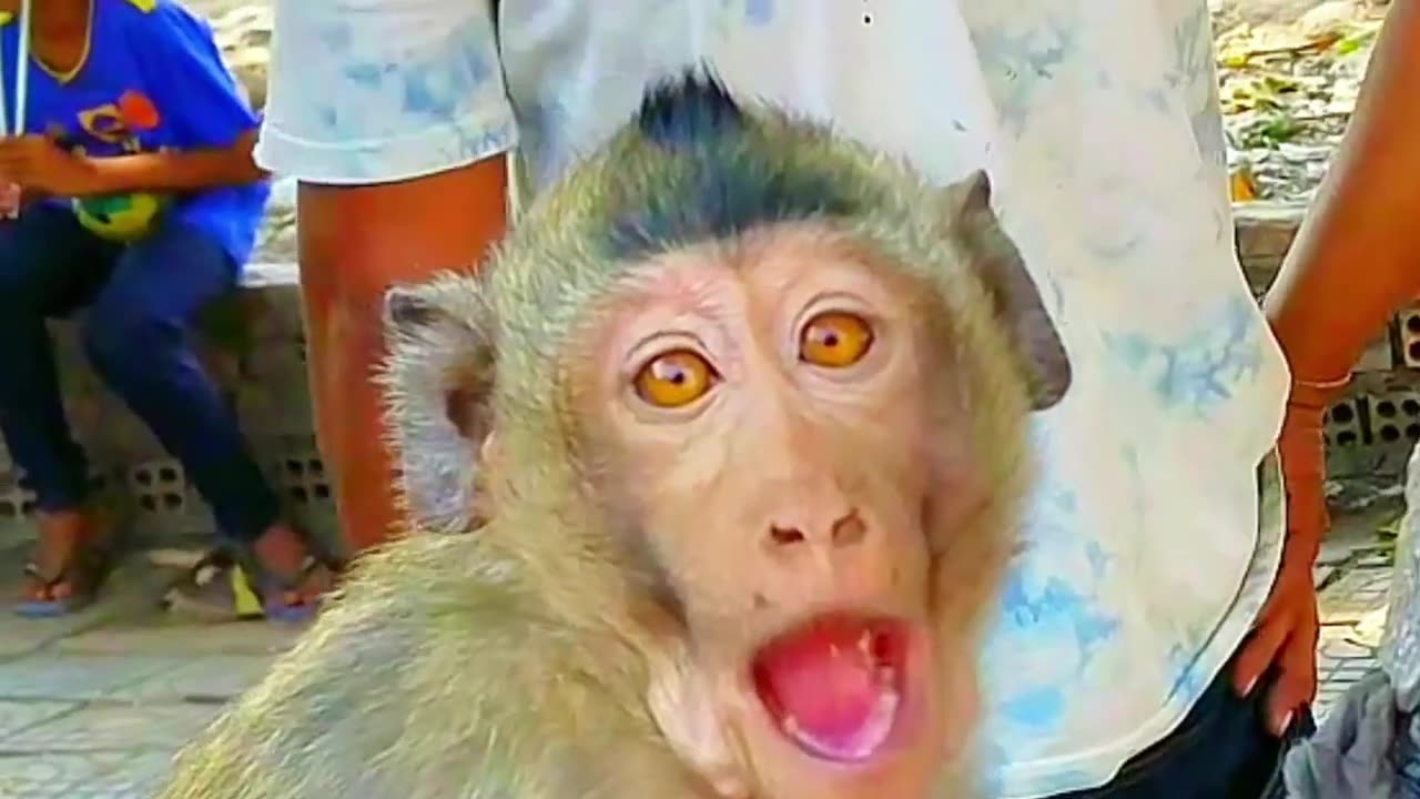 Funny video monkey 2023 Funny animals 😺🐶 | XENOLAM