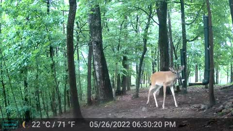 The Woods - 05/27/2022