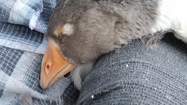 Sleepy Goose Falling Asleep has the Nibbles