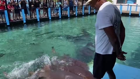 feeding dolphin