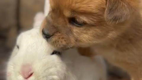 Cute Puppy and Rabbit loves