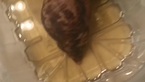 Giant snails having a green tea spa