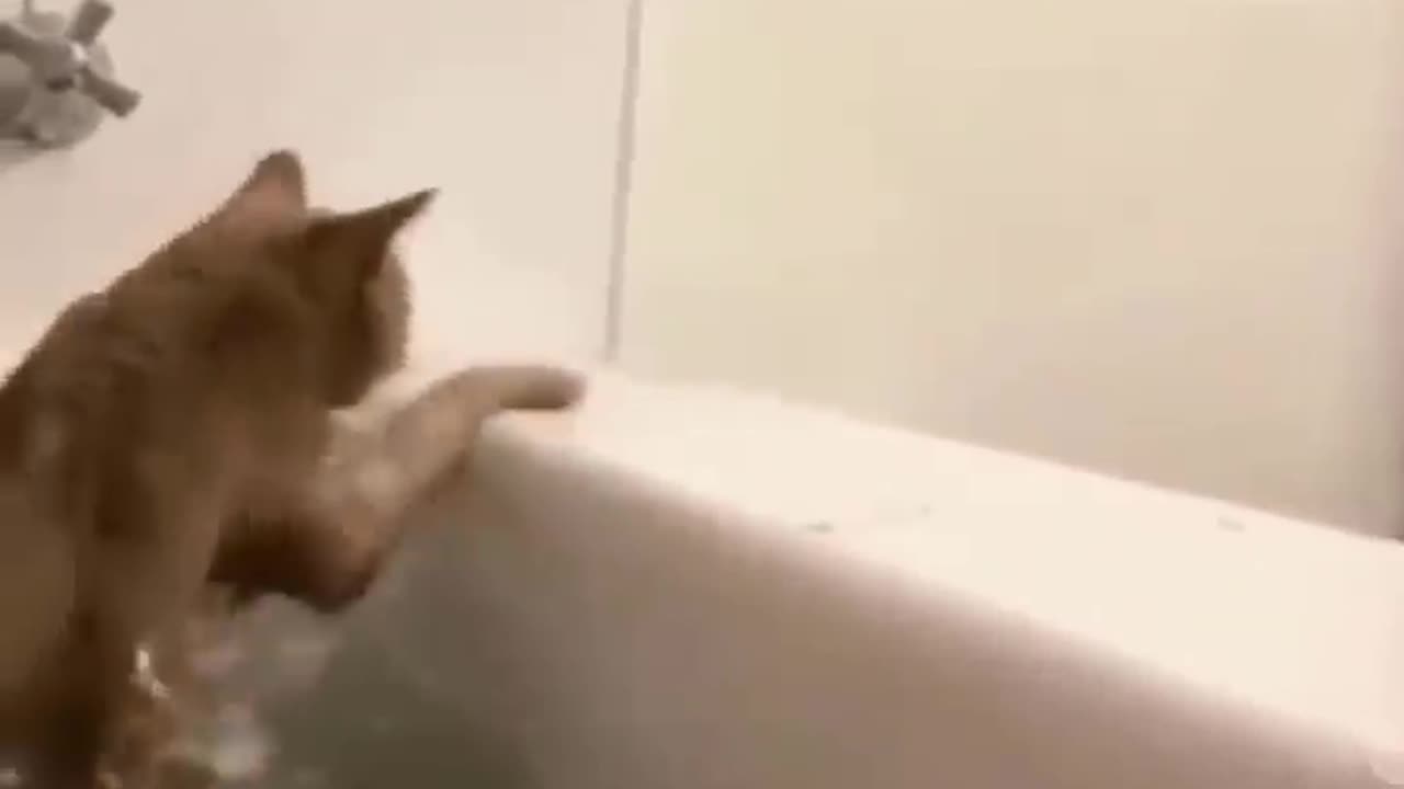 Funny cat