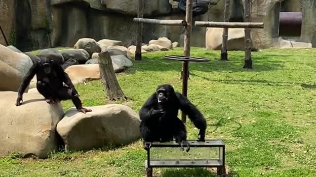 You don't quite get it when you say chimps are smart.