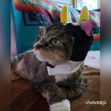 Cute kitty Halloween costume