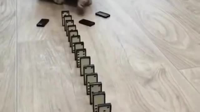 Cute cat, playing with dominos(*_*)