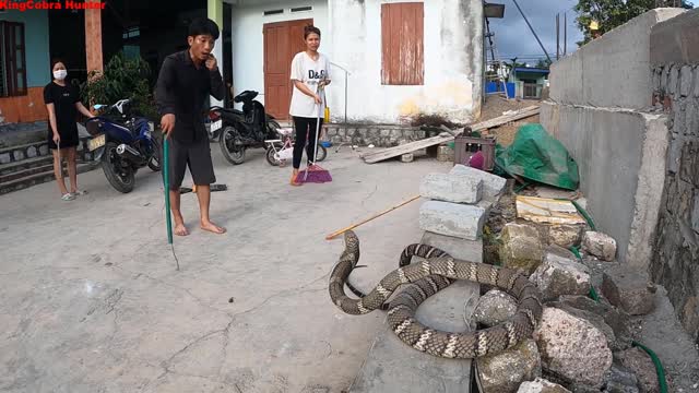 do not try this at home!catching venomous snake..