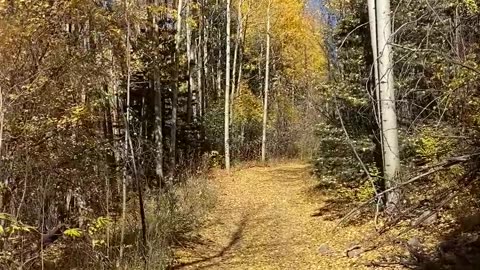 Just some fall aspen trees.