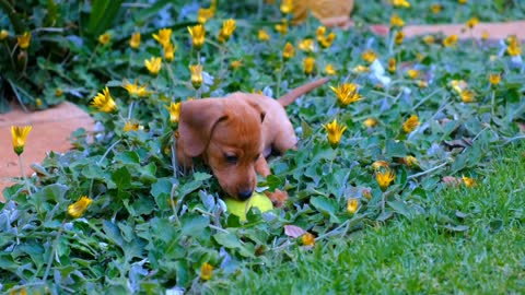 Beautiful Puppy and its owner