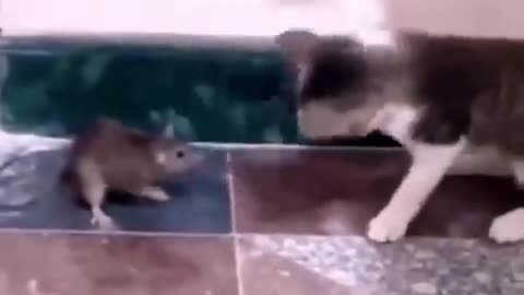 Funny animal cat rat fighting 🐕. Dog