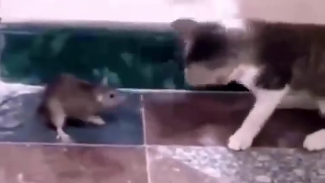 Funny animal cat rat fighting 🐕. Dog