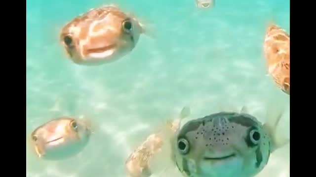 Do you know what kind of fish this is? It will always smile at you
