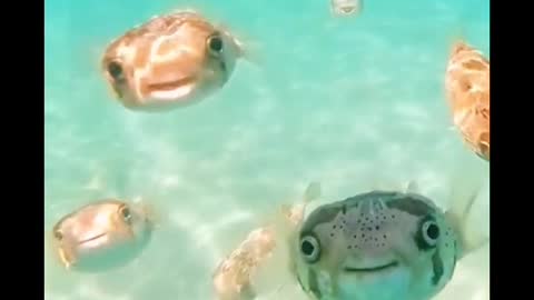 Do you know what kind of fish this is? It will always smile at you