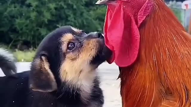 Chicken dogs animals