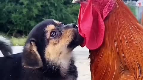 Chicken dogs animals