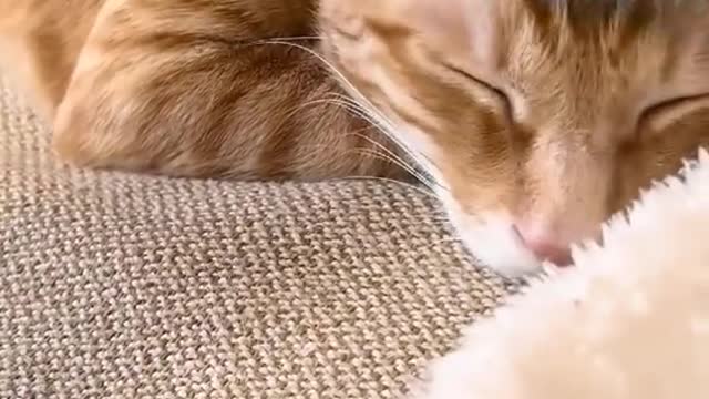 Catslovethislittlething