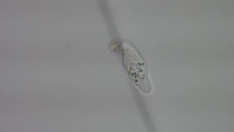 Mayorella Amoeba