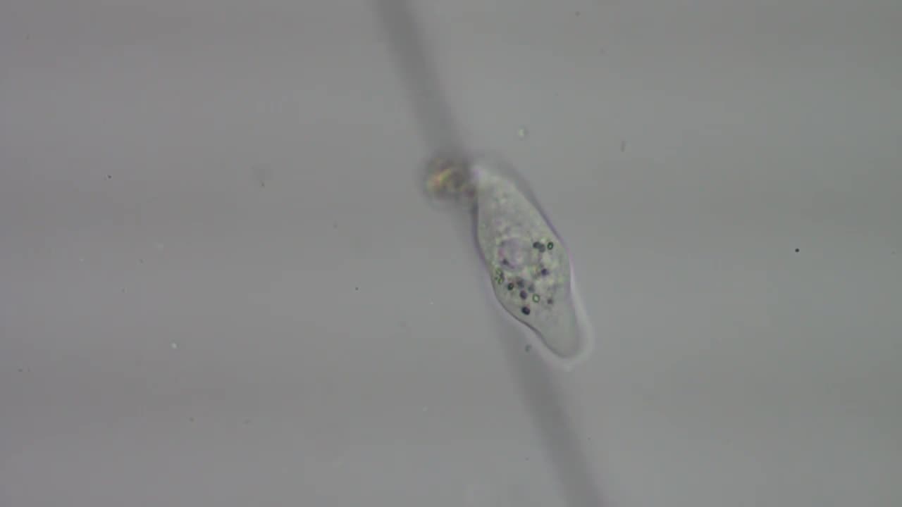 Mayorella Amoeba