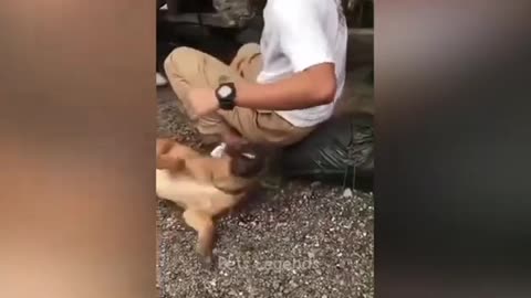 Animal funny video 😂📸 2023