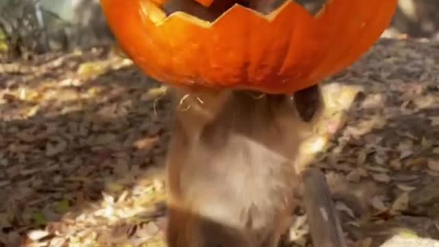 Happy Halloween!! These pumpkin feeders were fun for all! 🎃