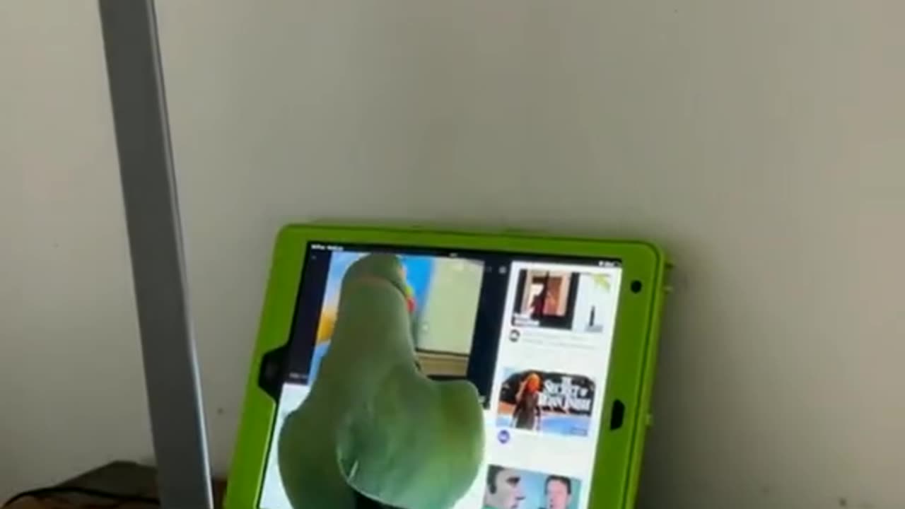 Parrot Smart Enough To Use A Tab