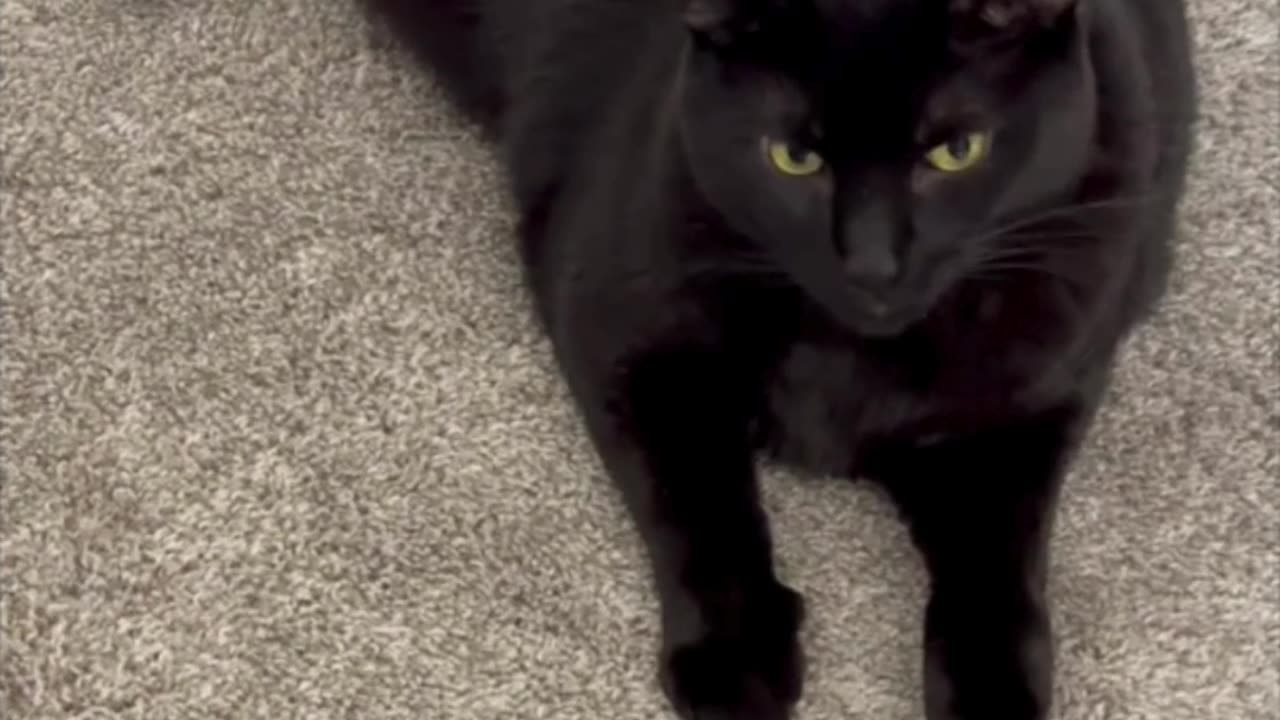 Adopting a Cat from a Shelter Vlog - Cute Piper Cat Directs Activity at the Office #shorts