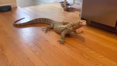 Intelligent Lizard