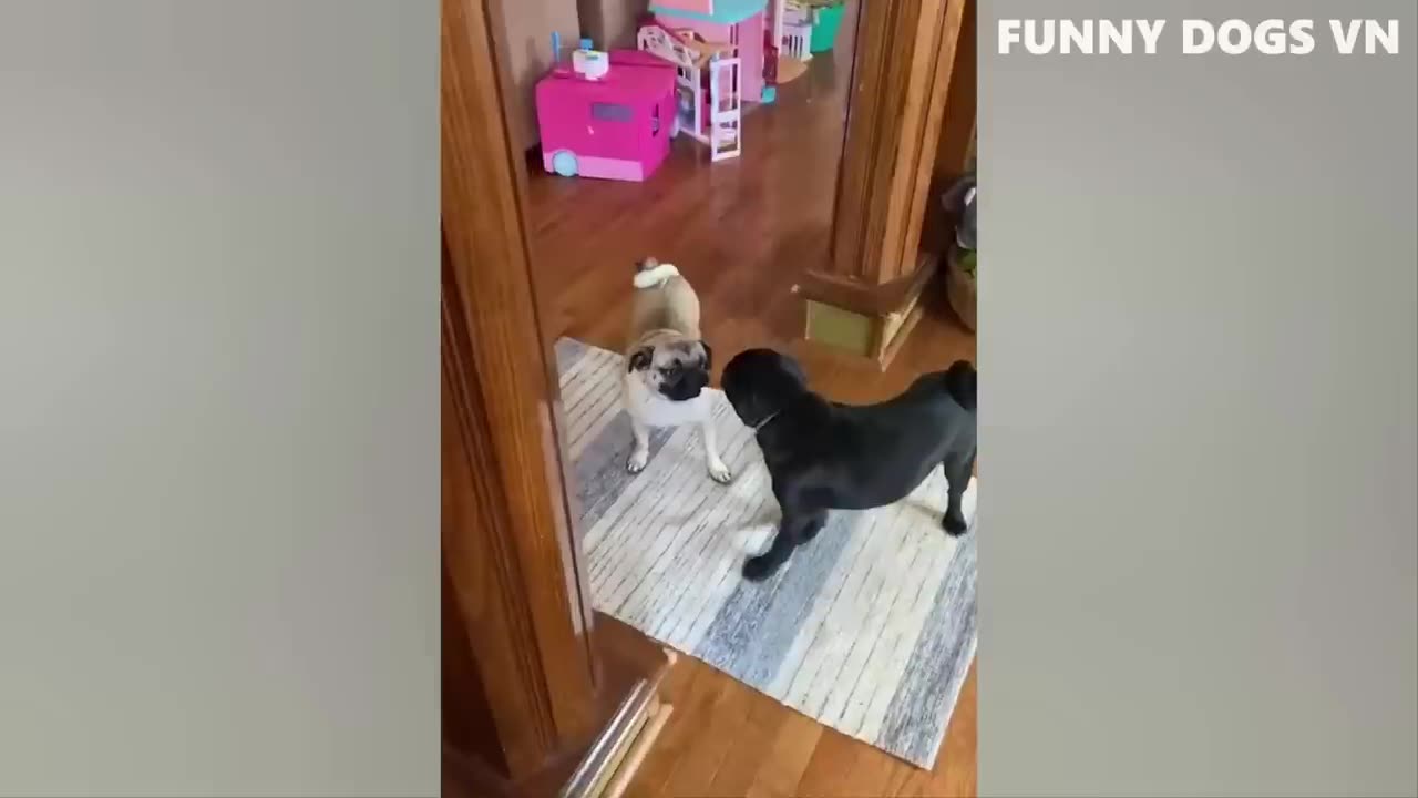 Funny dogs