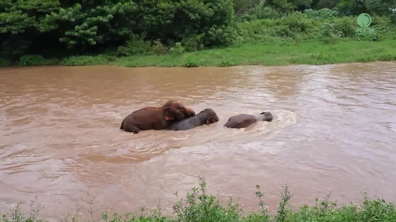 The River Is The Place Of Healing Elephants Who Have Bad Memories