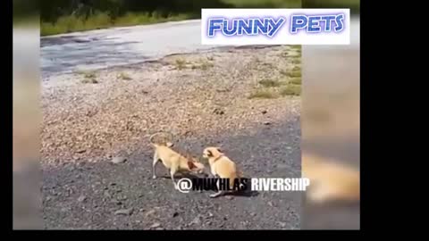 Humor: funny dogs BEST YEAR 2017