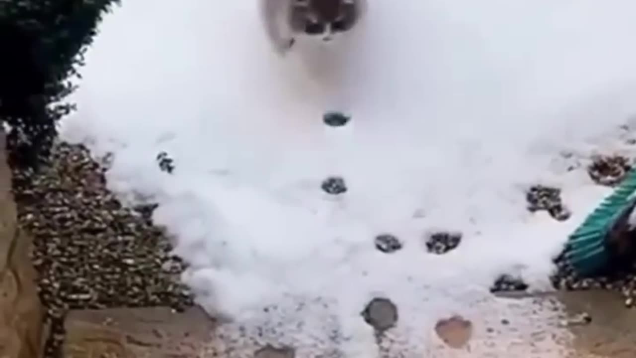 Funny animals 2023😆 - Funniest Cats and Dog