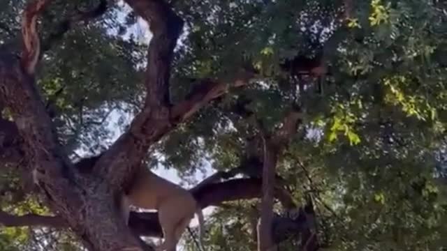 Funny Animals Series 371