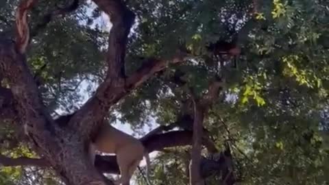Funny Animals Series 371