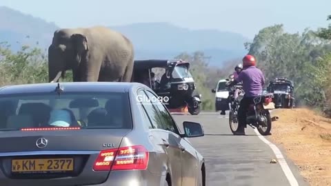 Wild Elephant Attack | wild elephant chasing vehicles at the Katharagama (Sri lanka)