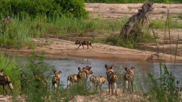 Elephant Deer In The Forest #Elephant_Deer_In_The_Forest #animals_Nuture