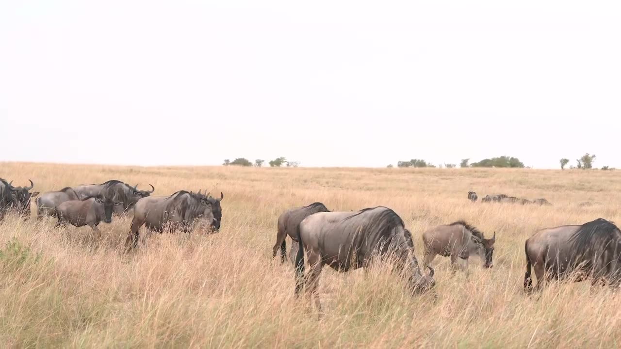 The Great Wildebeest Migration in Kenya Masai Mara 4K HDR