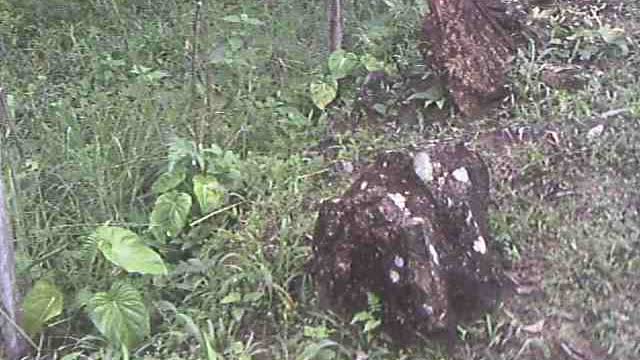 3 PETROGLYPHS IN ANCIENT STONE CONFIGURATION AREA San Antonio Ecuador