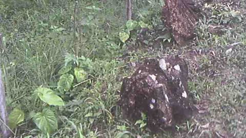 3 PETROGLYPHS IN ANCIENT STONE CONFIGURATION AREA San Antonio Ecuador