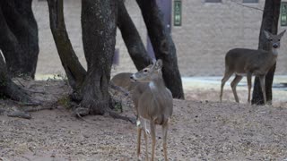 Quartz Mountain State Park Oklahoma / Deer grazing by my campsite