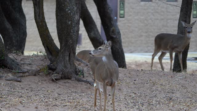 Quartz Mountain State Park Oklahoma / Deer grazing by my campsite