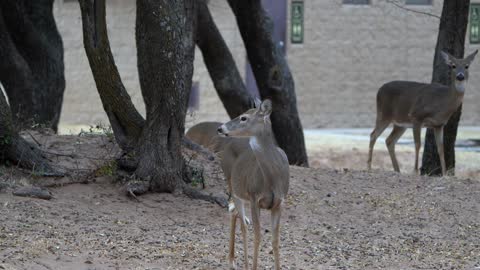 Quartz Mountain State Park Oklahoma / Deer grazing by my campsite