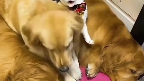 Best friendships of dog & cats.😲😲